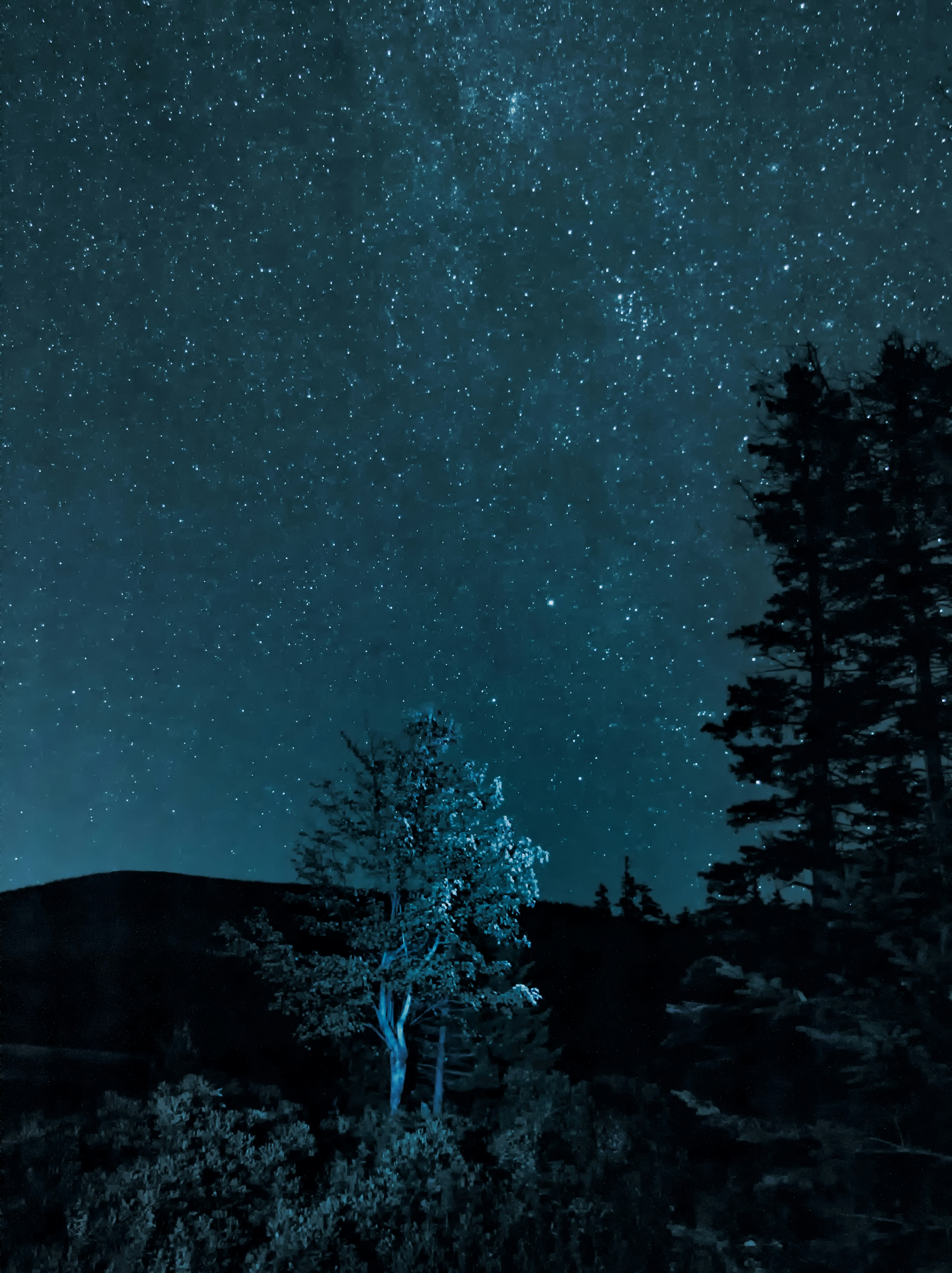 green pine tree on snow covered ground during night time